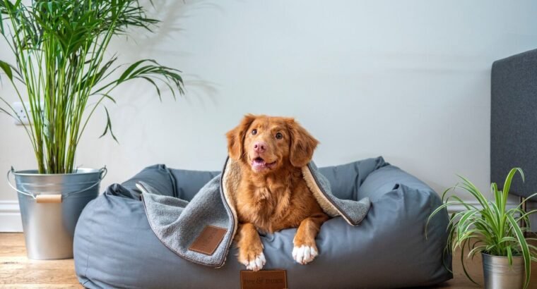 أفضل ألعاب وإكسسوارات الكلاب لعام ٢٠٢٥